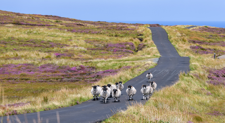 Sheep, Arranmore Island, Co Donegal Schafe Irland