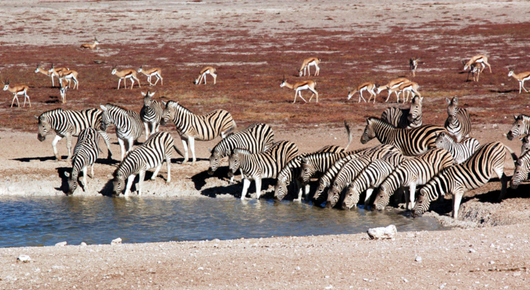 Namibia Etoscha Zebras Foto Thomas Hartung.JPG