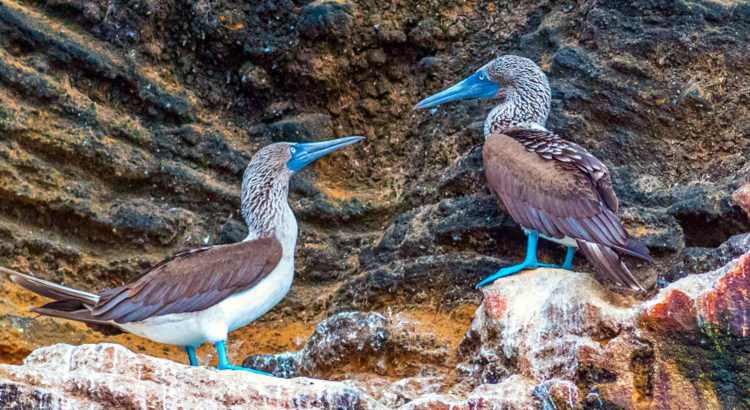 Galapagos Vögel Isabela Punta Vicente Roca Foto Galapagos PRO.jpg