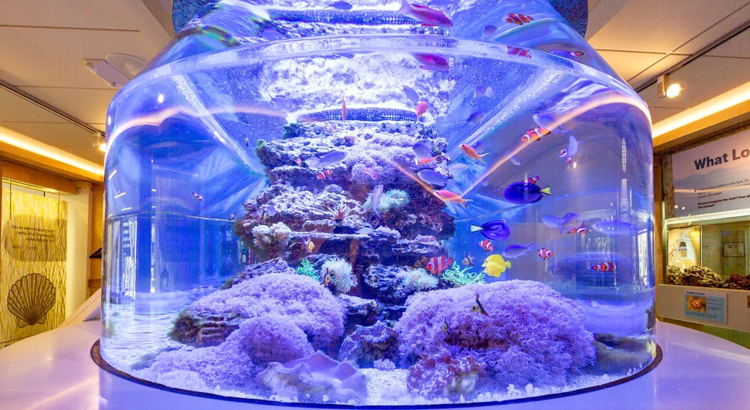 Fort Myers - Islands, Beaches and Neighborhoods_Bailey Matthews National Shell Museum.jpg