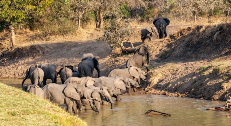 Sambia Kafua Elefanten Foto iStock Silentstock39