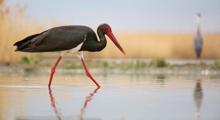 Schwarzstorch Foto iStock JMrocek