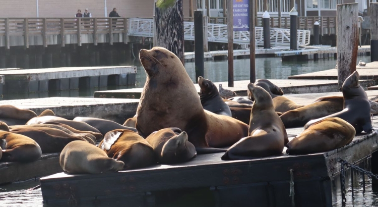 USA San Francisco Chonkers Seeloewe Foto Pier 39