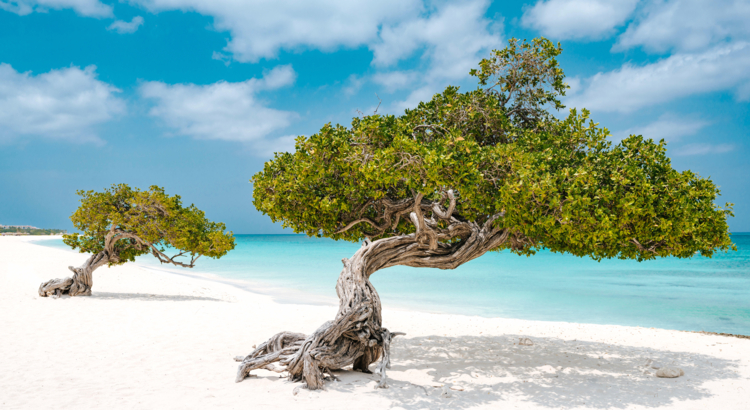 Aruba Fofoti Trees At Eagle Beach