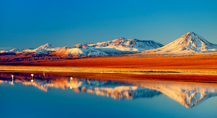 Chile Atacama Flamingos iStock longtaildog.jpg