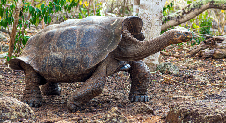 Galapagos San Cristobal Cerro Colorado Foto Galapagos PRO.jpg