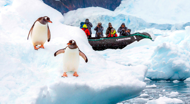 HX Antarktis Neko Harbour Pinguine Foto Andrea Klaussner.jpg