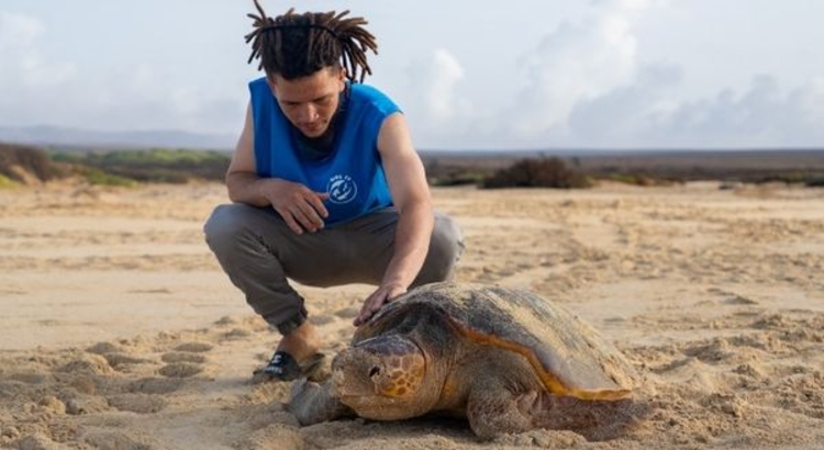 Riu kapverden schildkröte Foto Riu Hotels