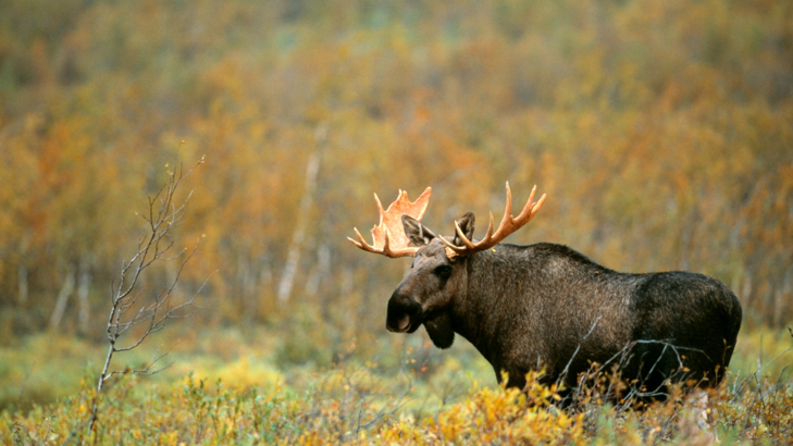 Ameropa Schweden Elch Foto Staffan Widstrand Imagebank sweden.jpg