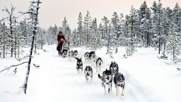 Ameropa Schweden Schlittenhunde Anna Öhlund imagebank sweden.jpg