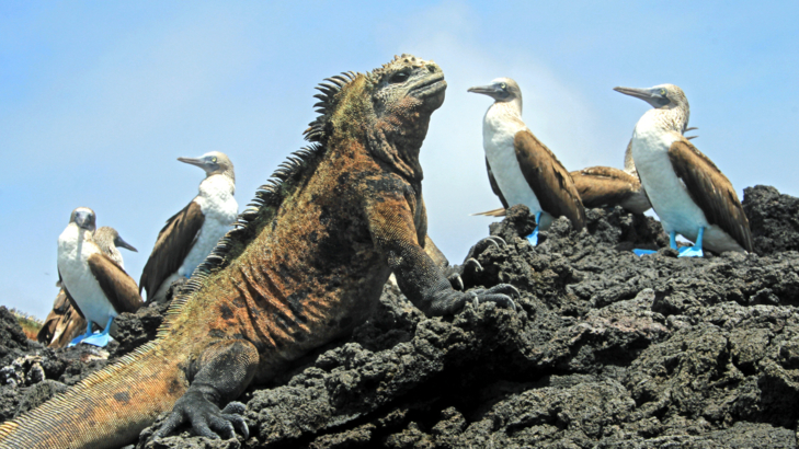 Ecuador Galapagos Echse und Vögel iStock cicloco.jpg